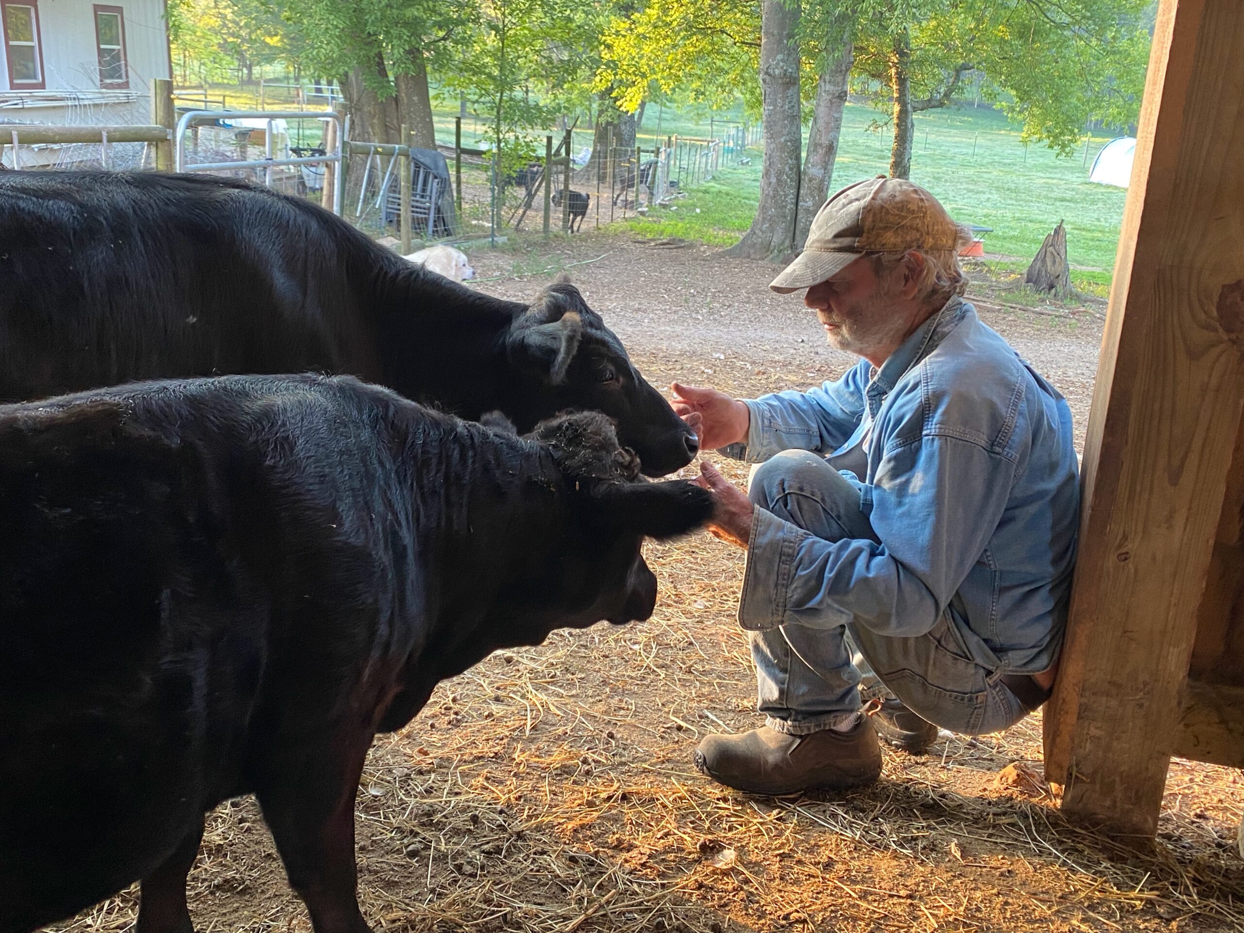 Cattle Marketing Plans: Traditional vs. Direct to Consumer