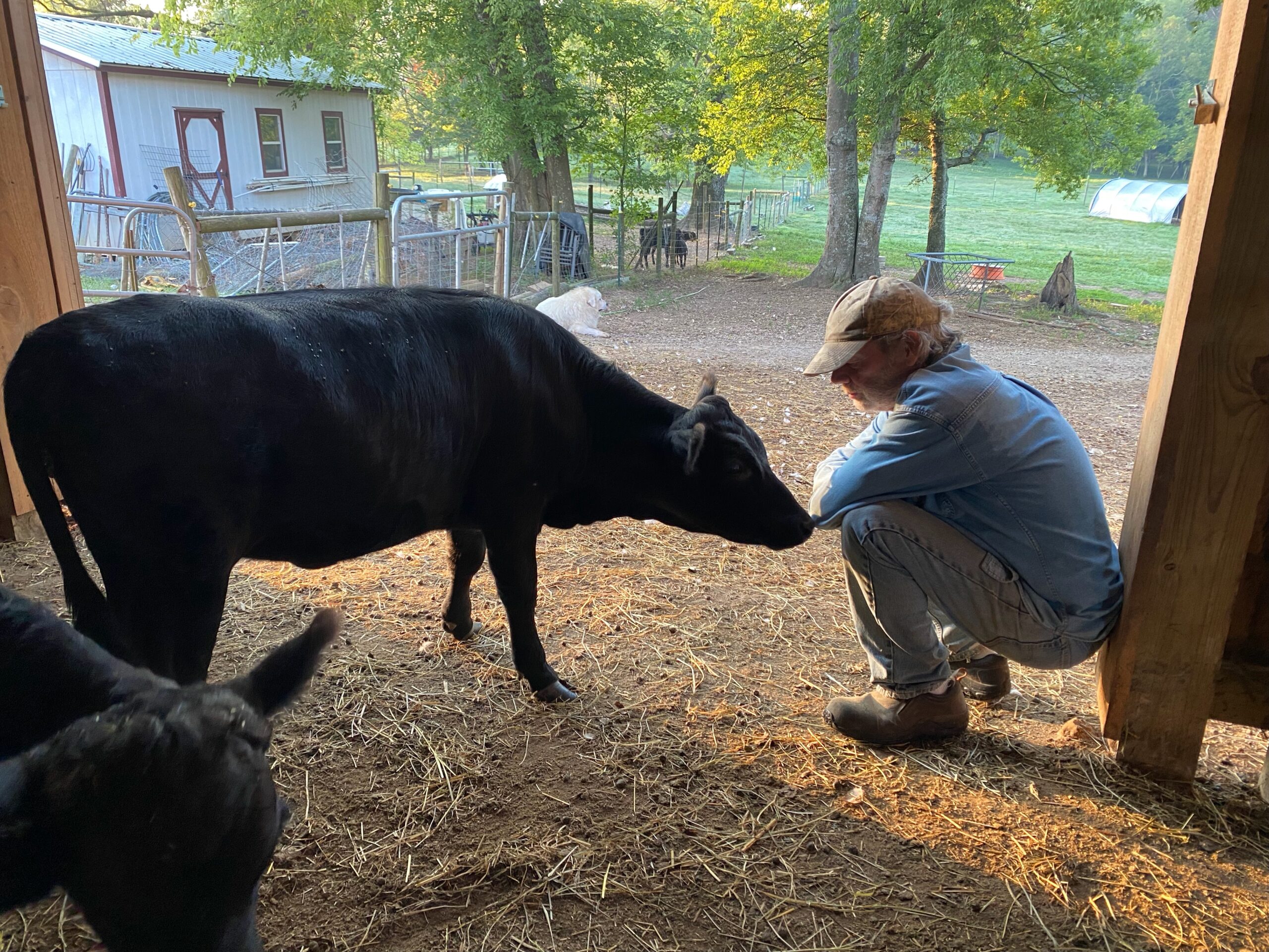 The Climate Cow Podcast – Who Knew This Little Cow Could Do So Much?