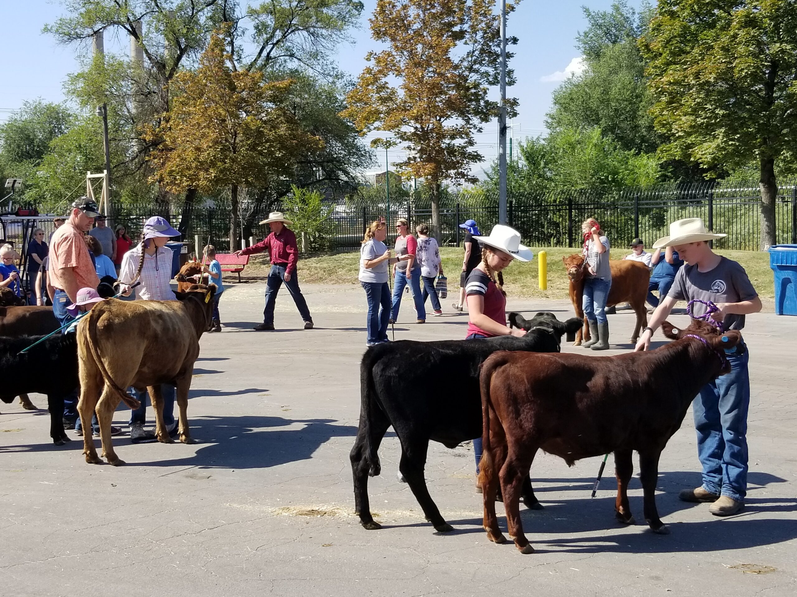 An article for the Irish Dexter Cattleman website