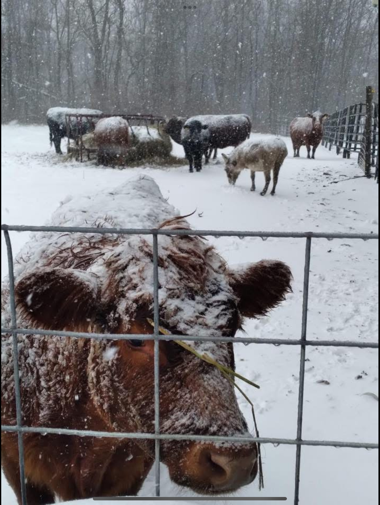 Cattle and Severe Weather
