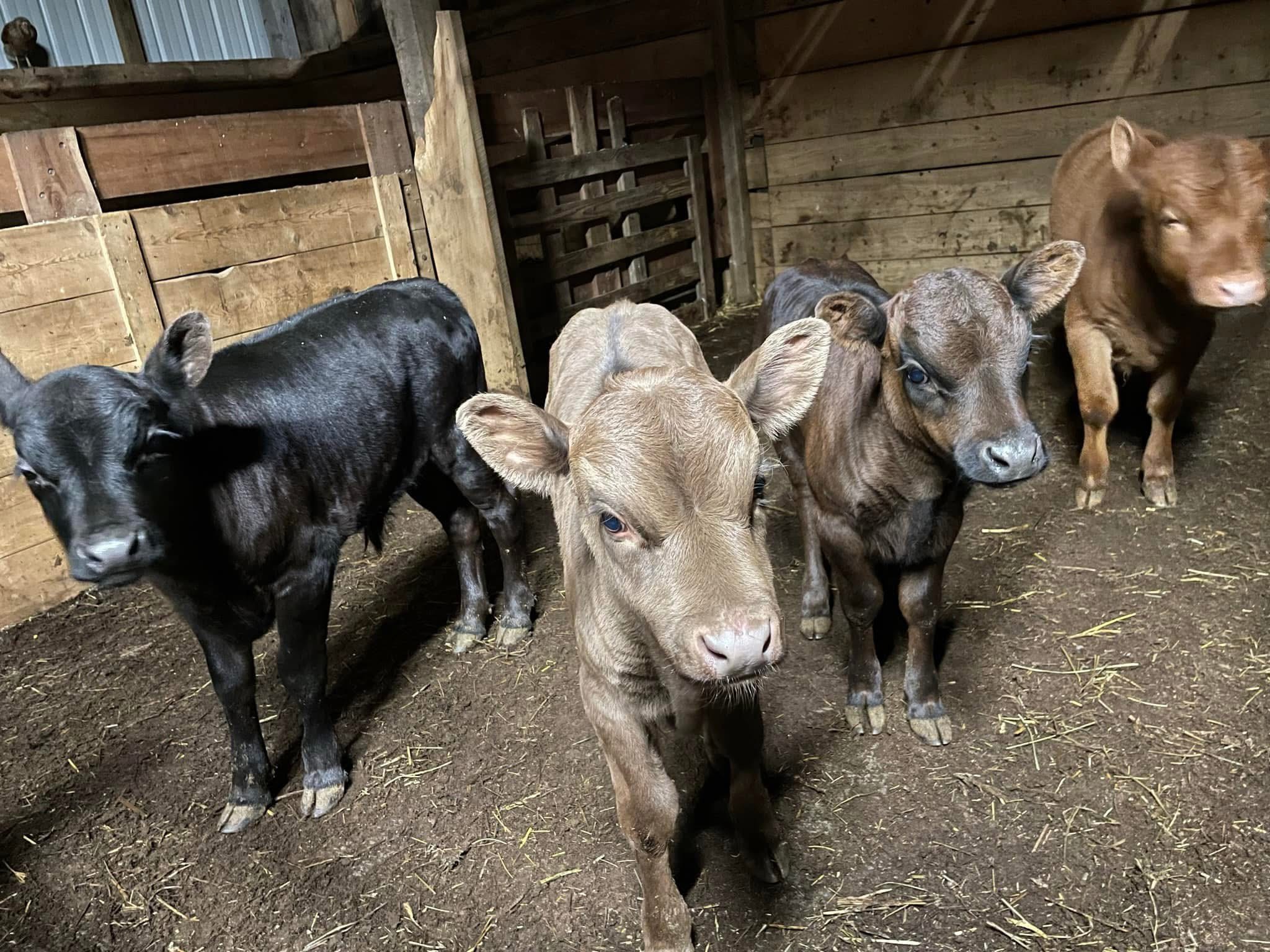 Calf Refresher & A Checklist