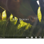 Dexter Cattle Return to Ireland