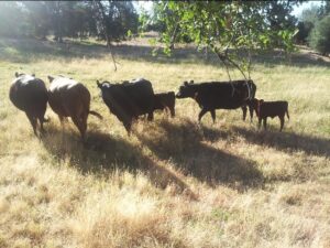 HOMESTEADING with Dexter Cattle