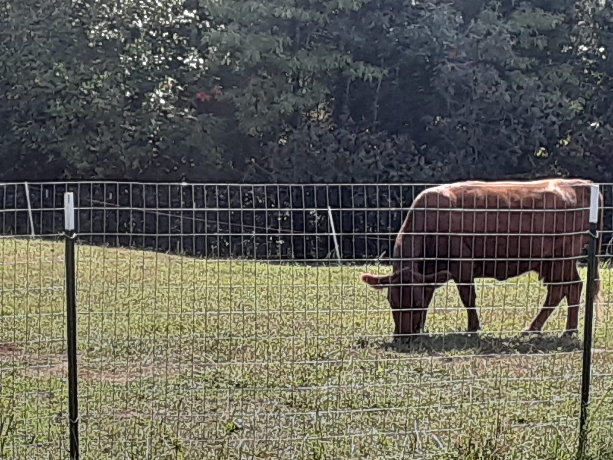 Buying an Irish Dexter. Part 2