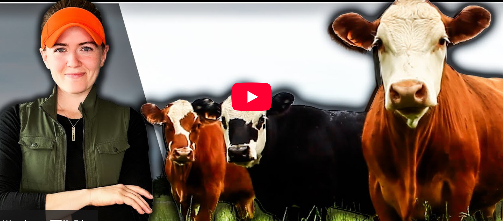 Explaining the Beef Cattle Industry