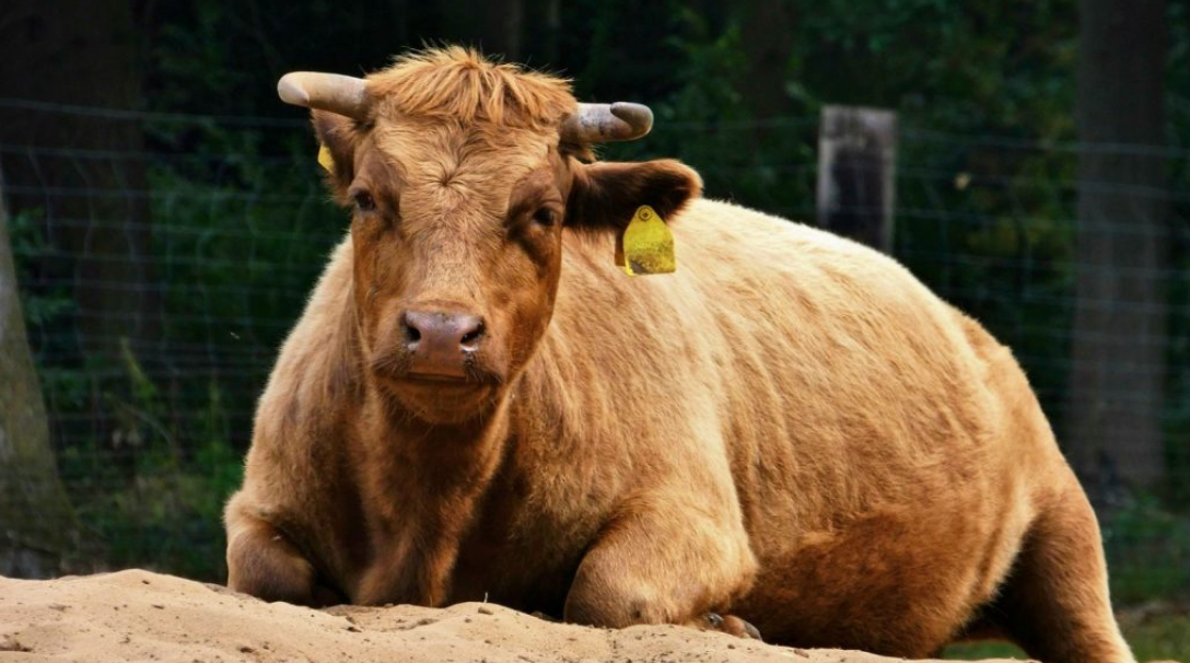 Homesteading Dexter Cattle