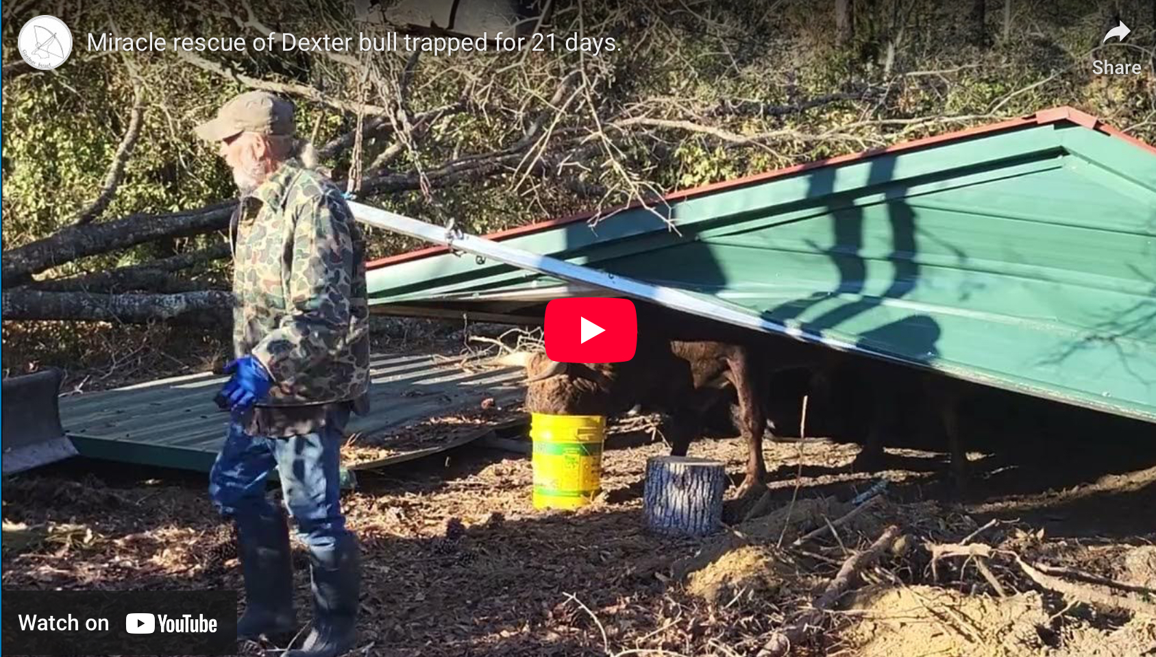 Who Says Irish Dexters Aren’t Hardy?