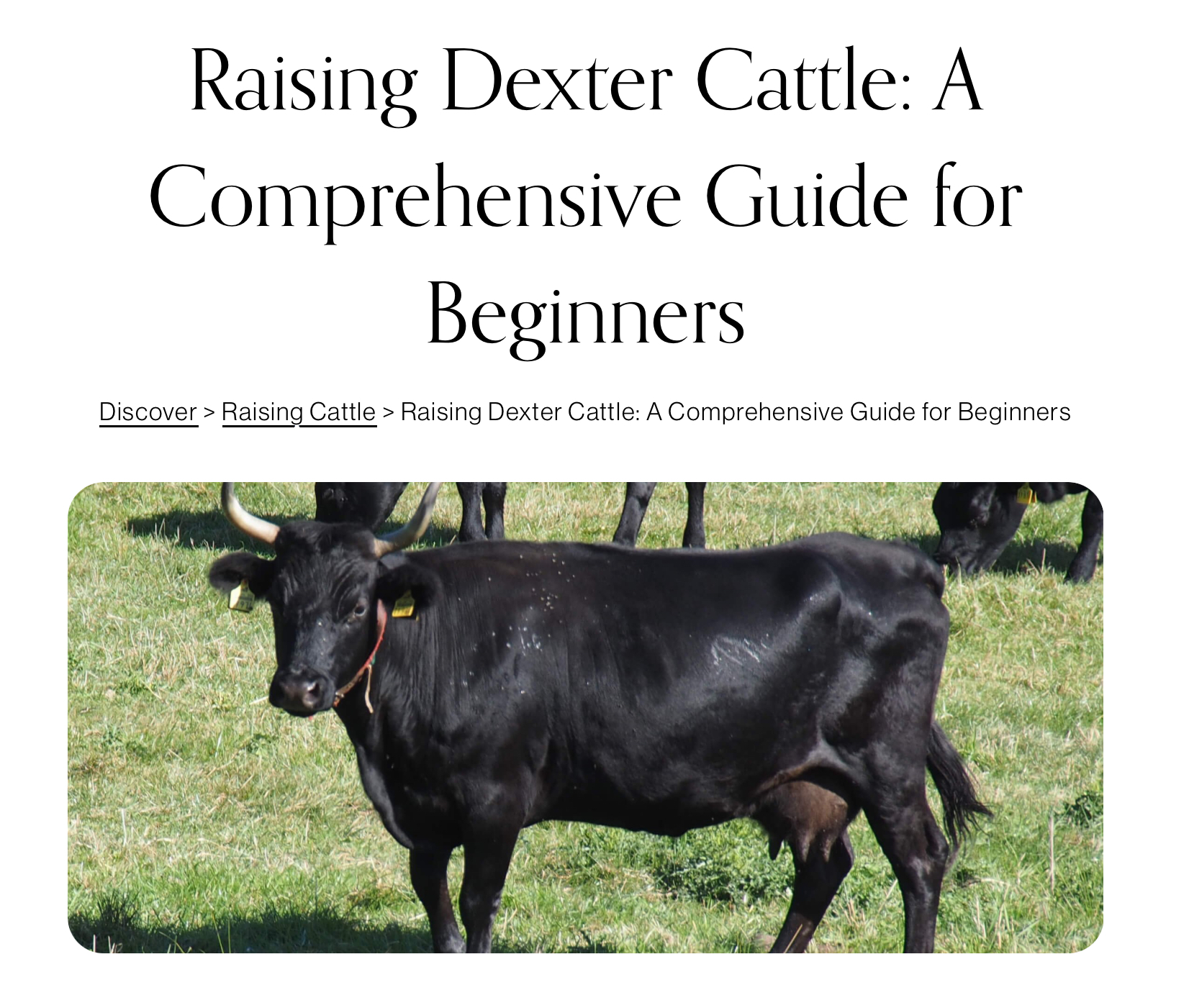 Raising Dexter Cattle