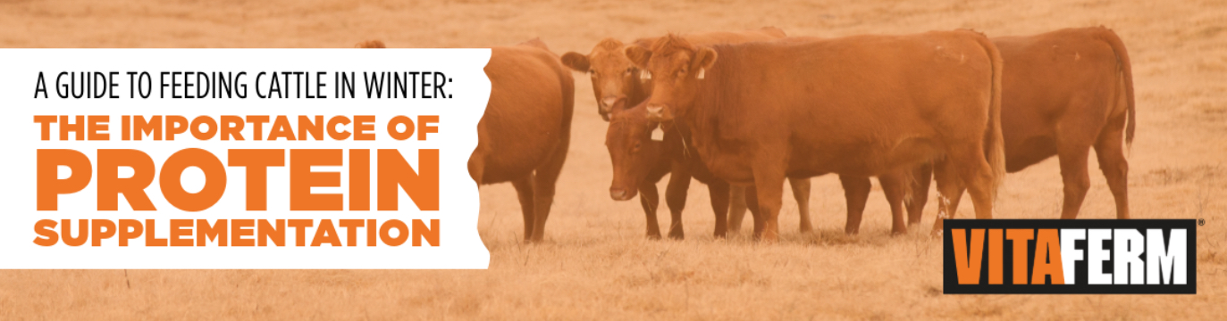 Protein Supplementation