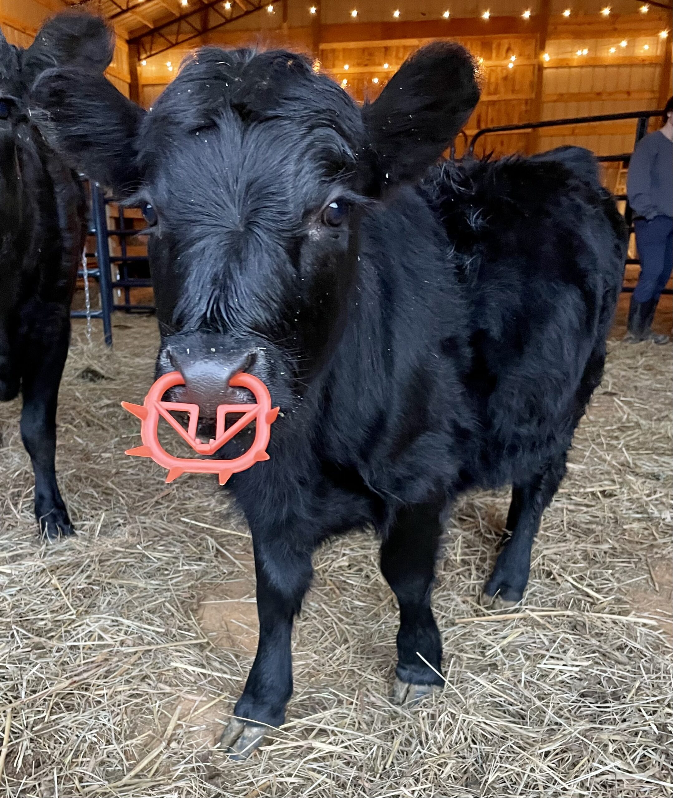 Weaning calves with wean rings.