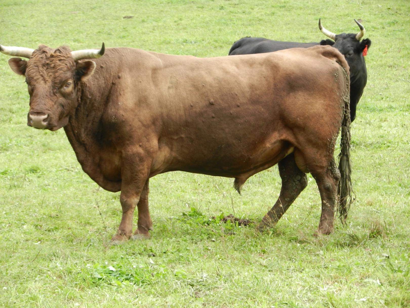 Cattle Vaccine Basics