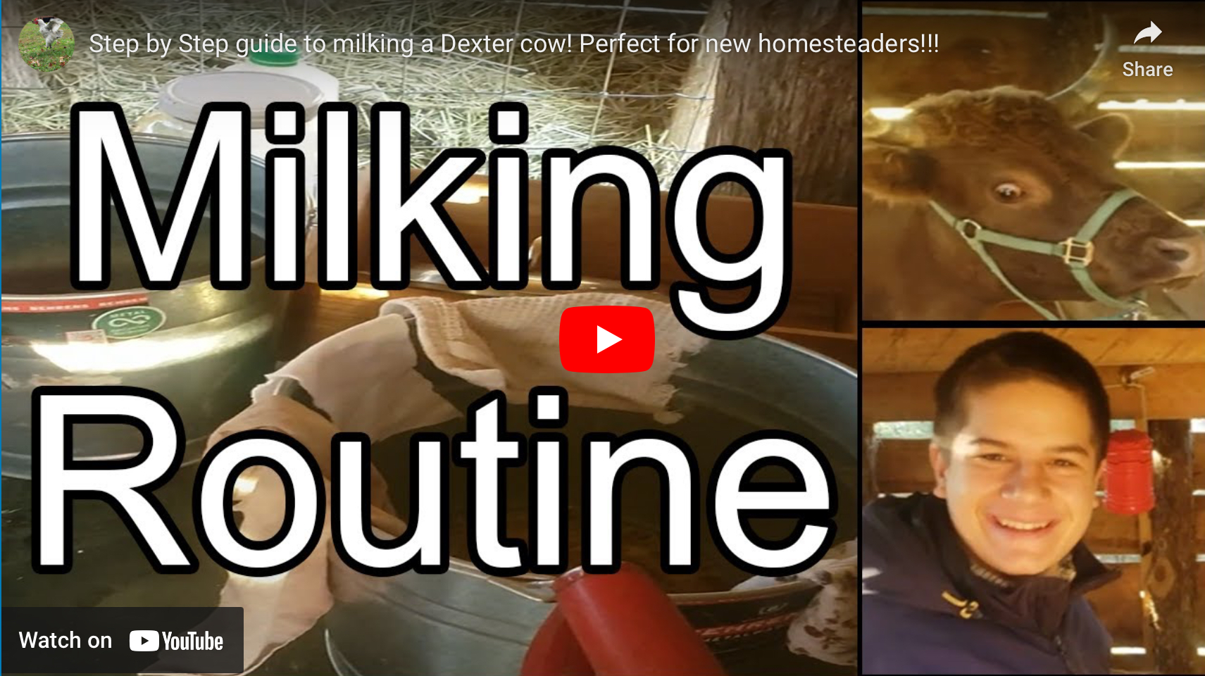 Miking a Dexter cow homestead style – Golden Grove Homestead