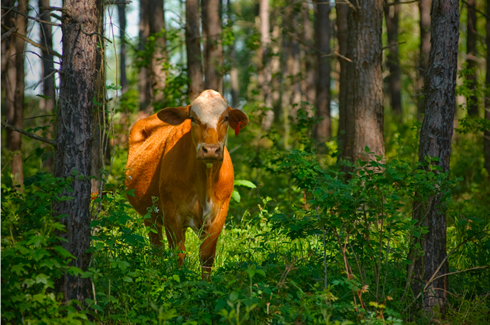 shade options for cattle