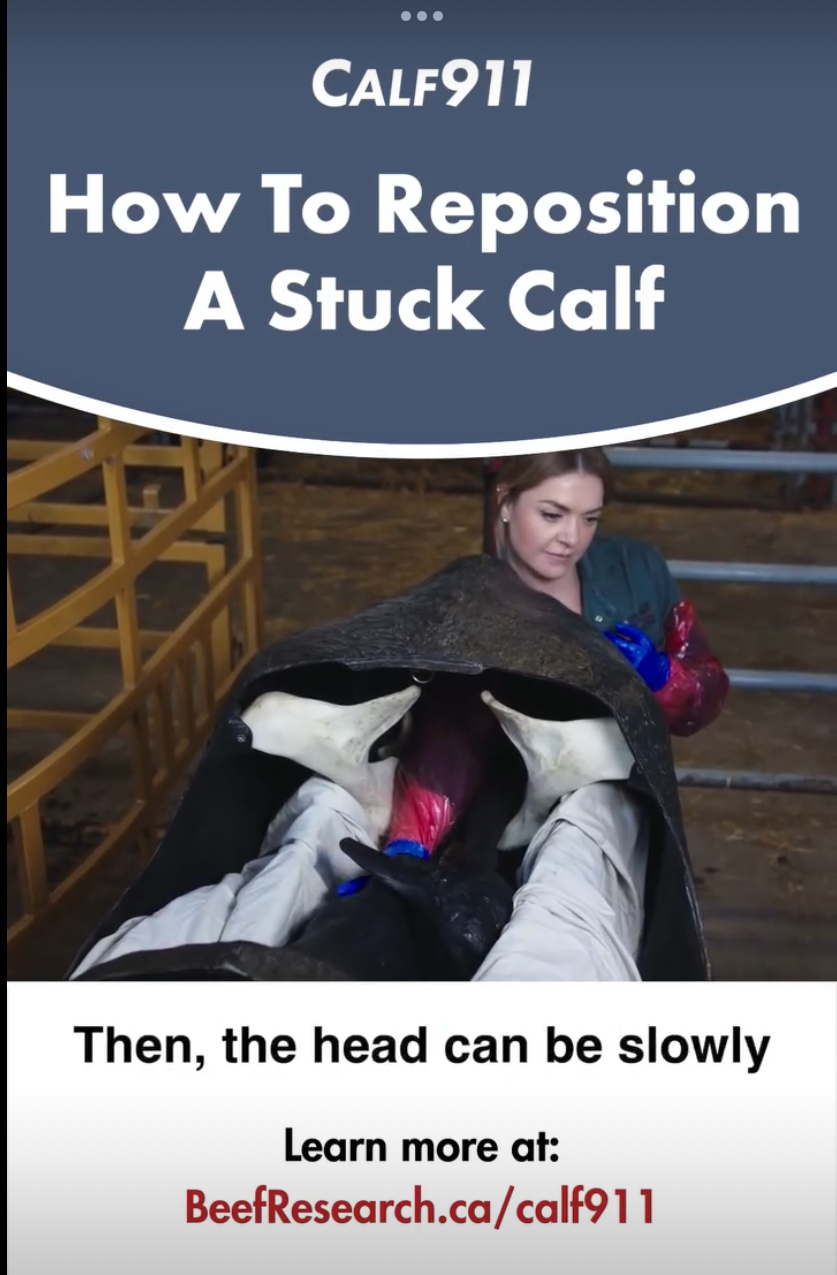 How to reposition a stuck calf