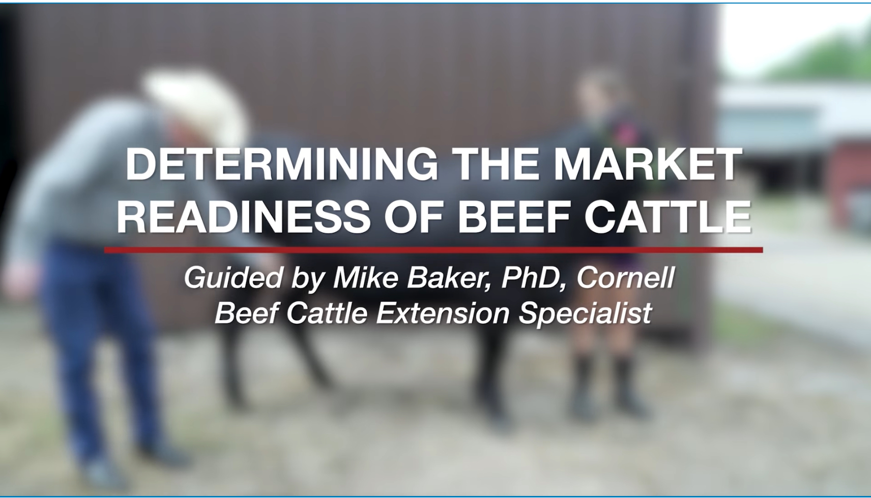 Determining the Market Readiness of Beef Cattle