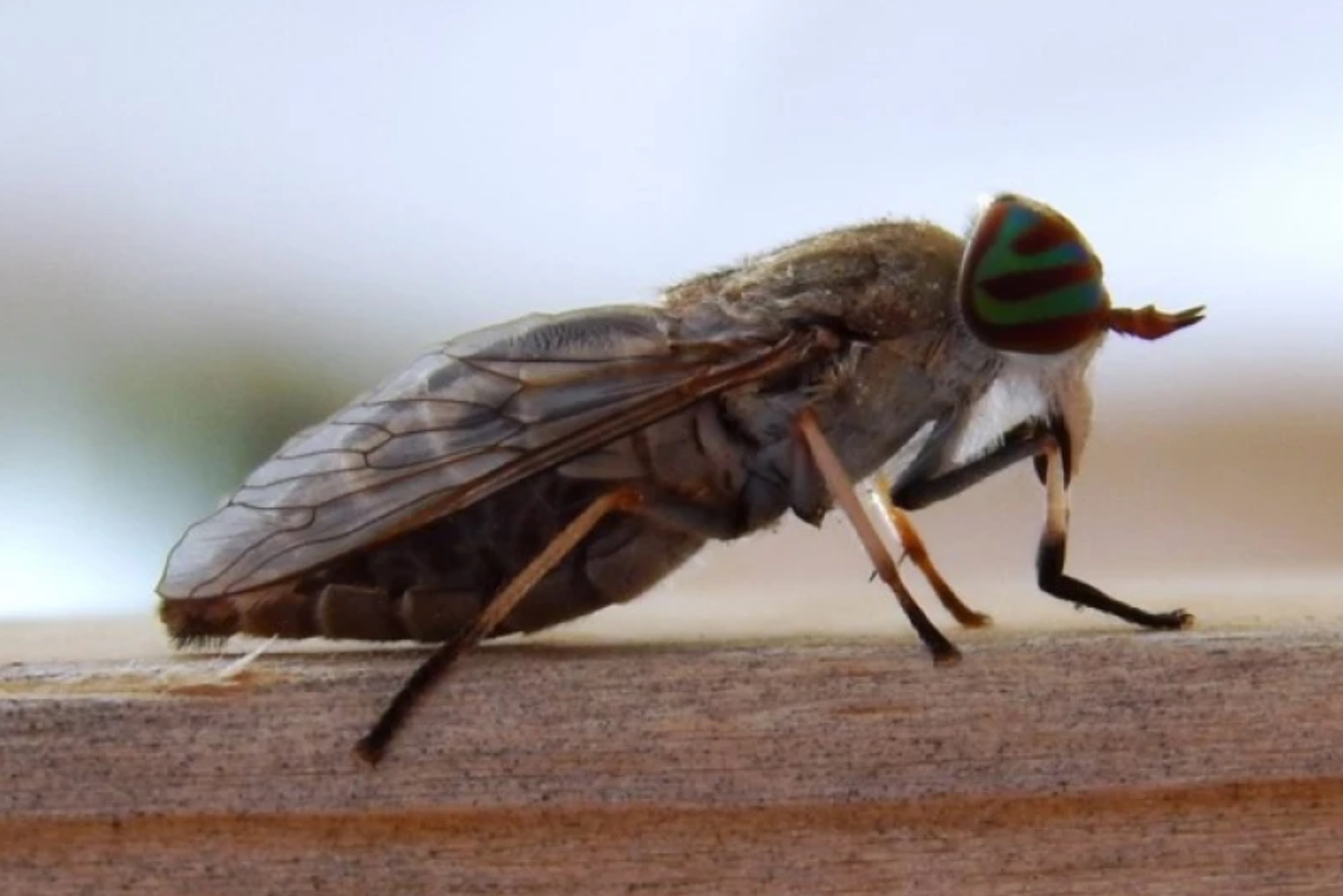 Inactivated Bovine Anaplasmosis Vaccine is a ‘Sustainable Solution’