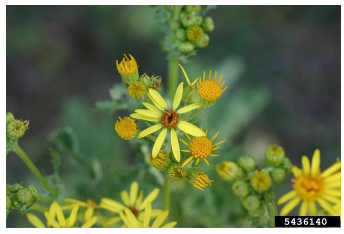 Managing Toxic Pasture Plants