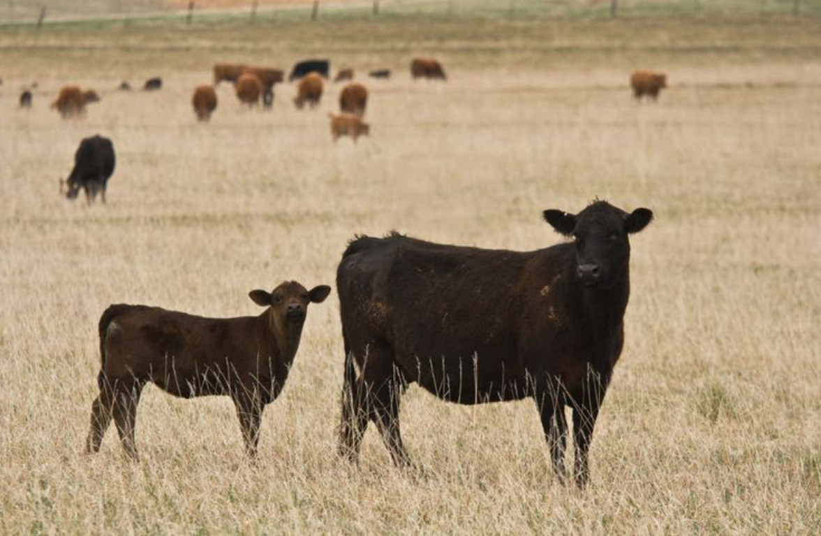 5 Tips For Finishing Cattle on Grass