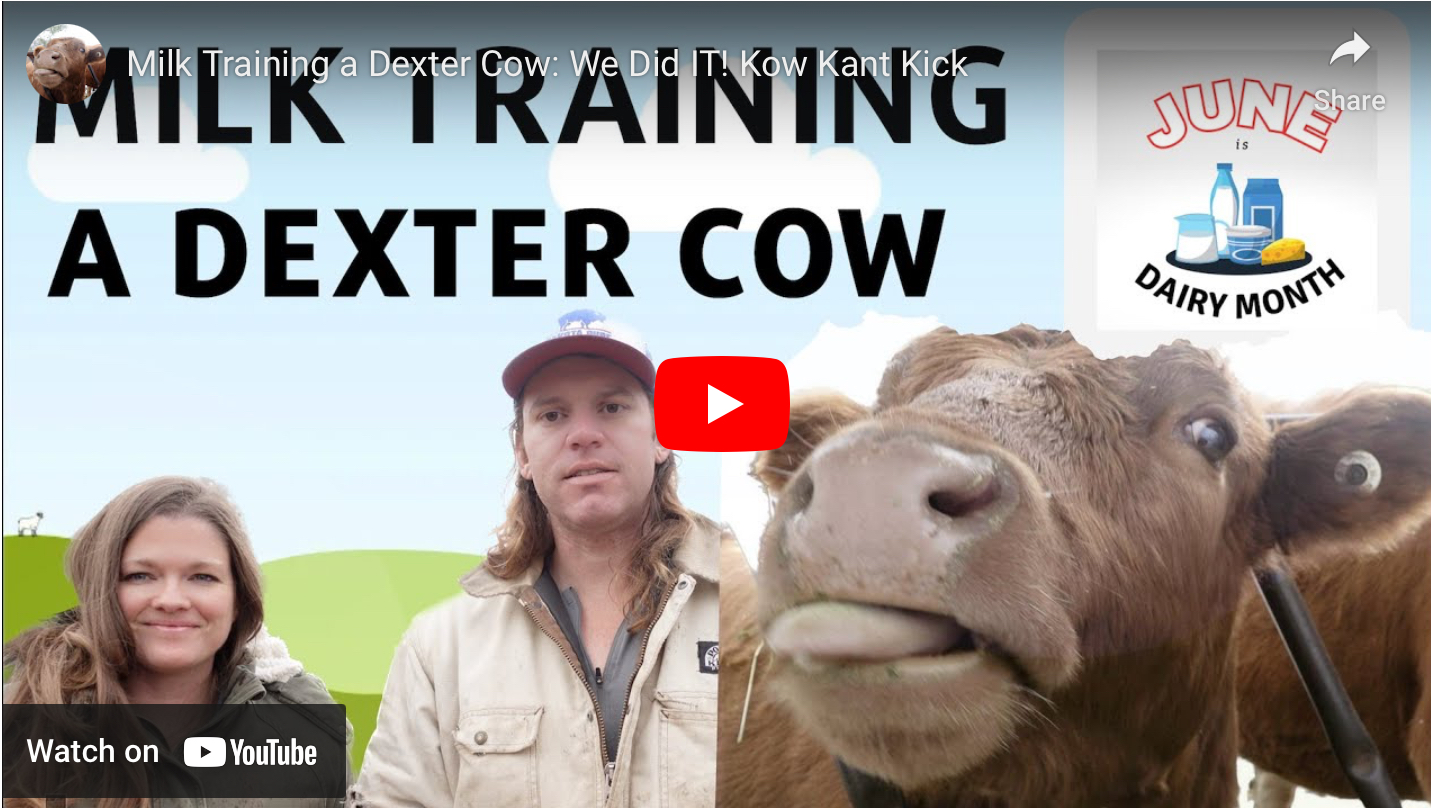 Preparing Your Dexter Cow For Milking