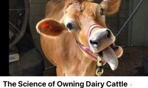 Milk Fever – Prevention and treatment By Juliette Albrecht