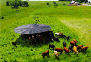 Water, Minerals and Shade – Where?