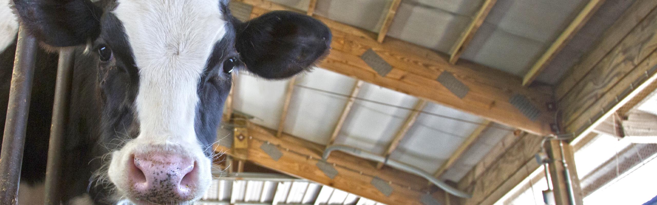 Clostridial Diseases and Pinkeye