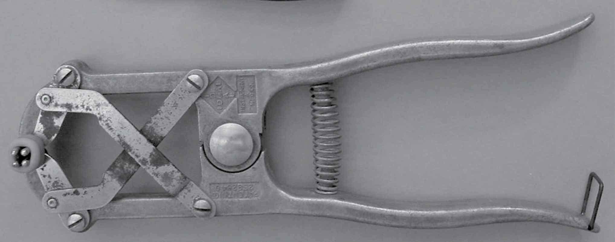 Castration Methods for Bull Calves