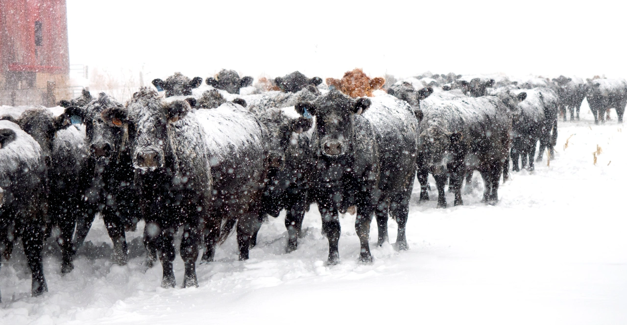 Don’t Skimp On Winter Supplementation