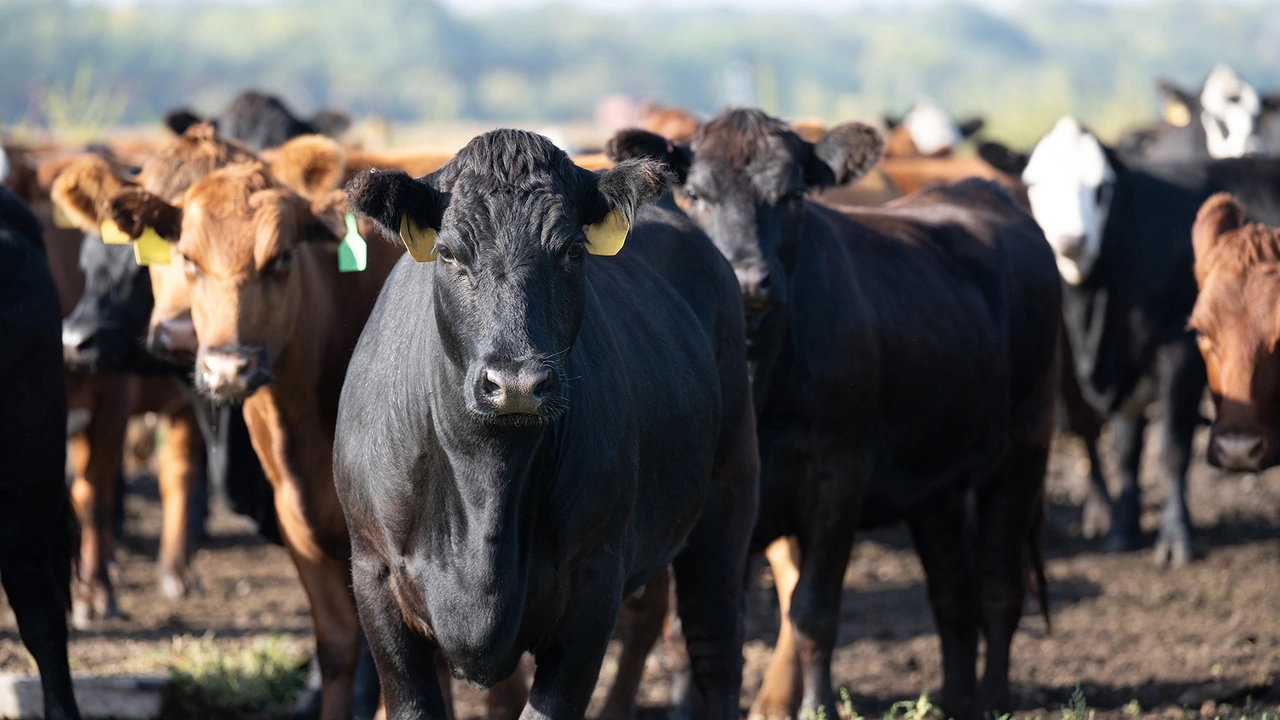 Setbacks in US beef exports