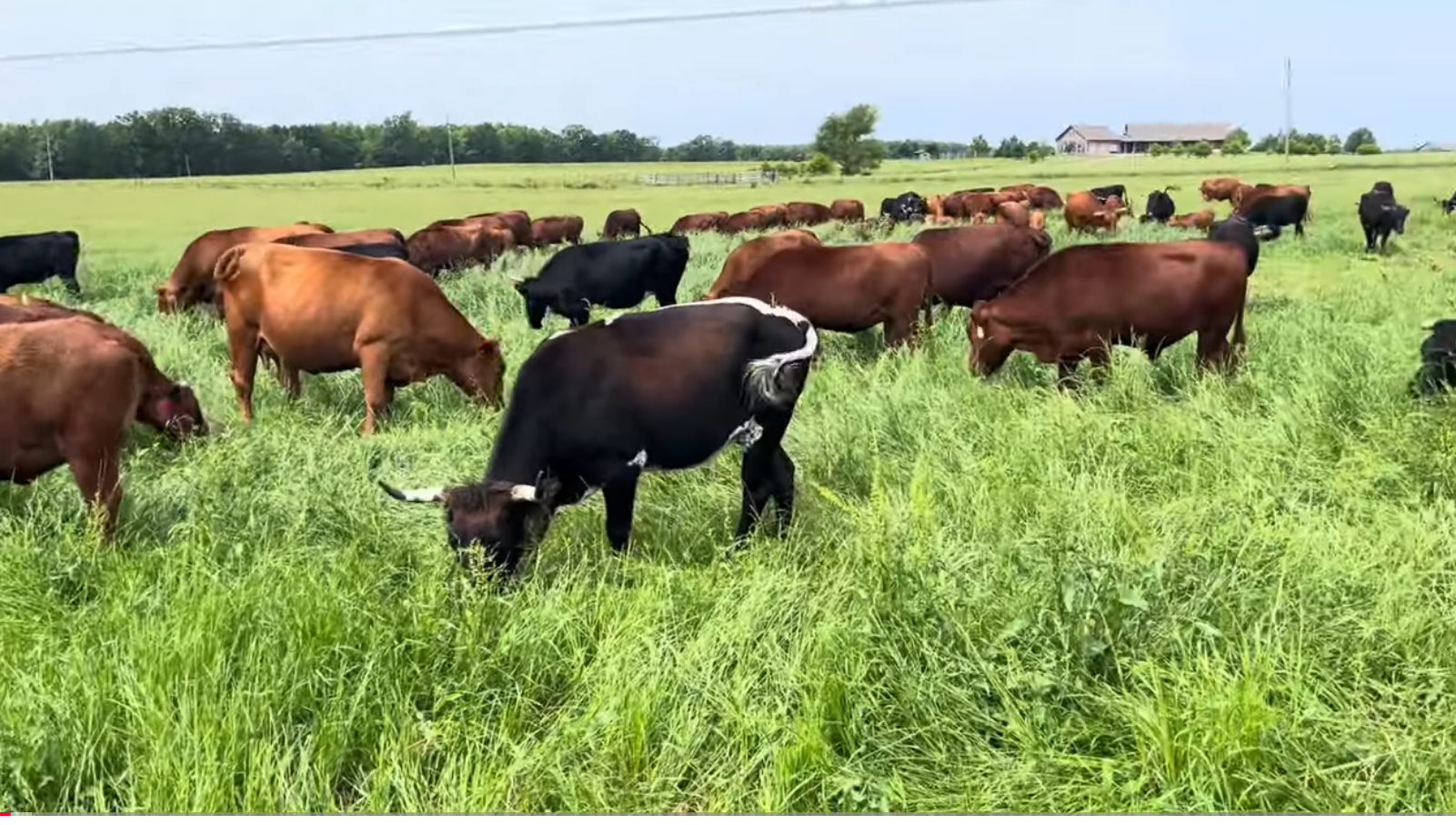 Rotationally Grazing a Cow/Calf Herd