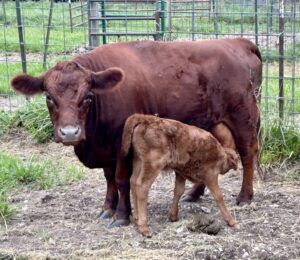 Pre & Post calving toolbox