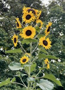 Reasons to Homestead