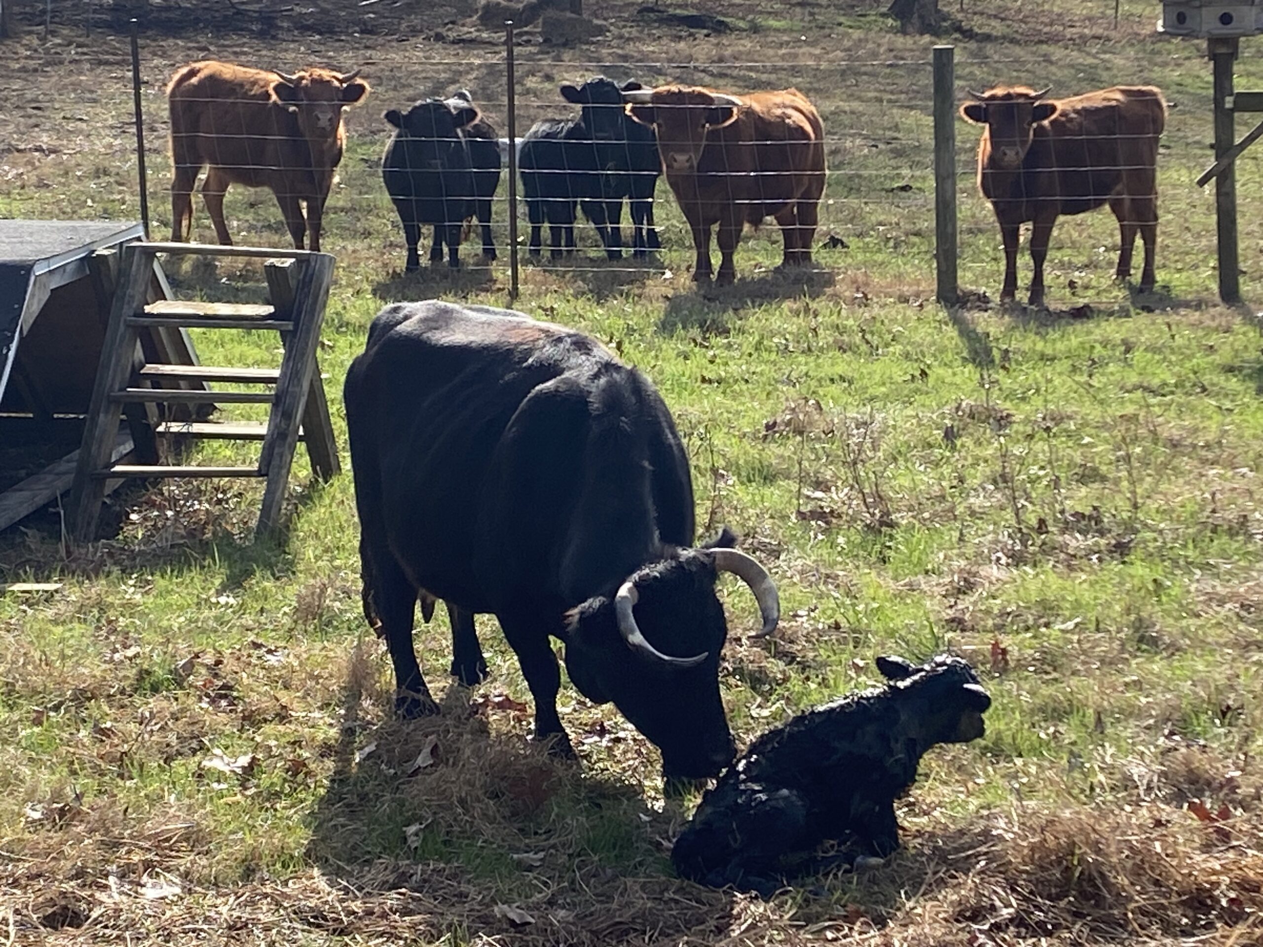 Dairy Cattle Health Management