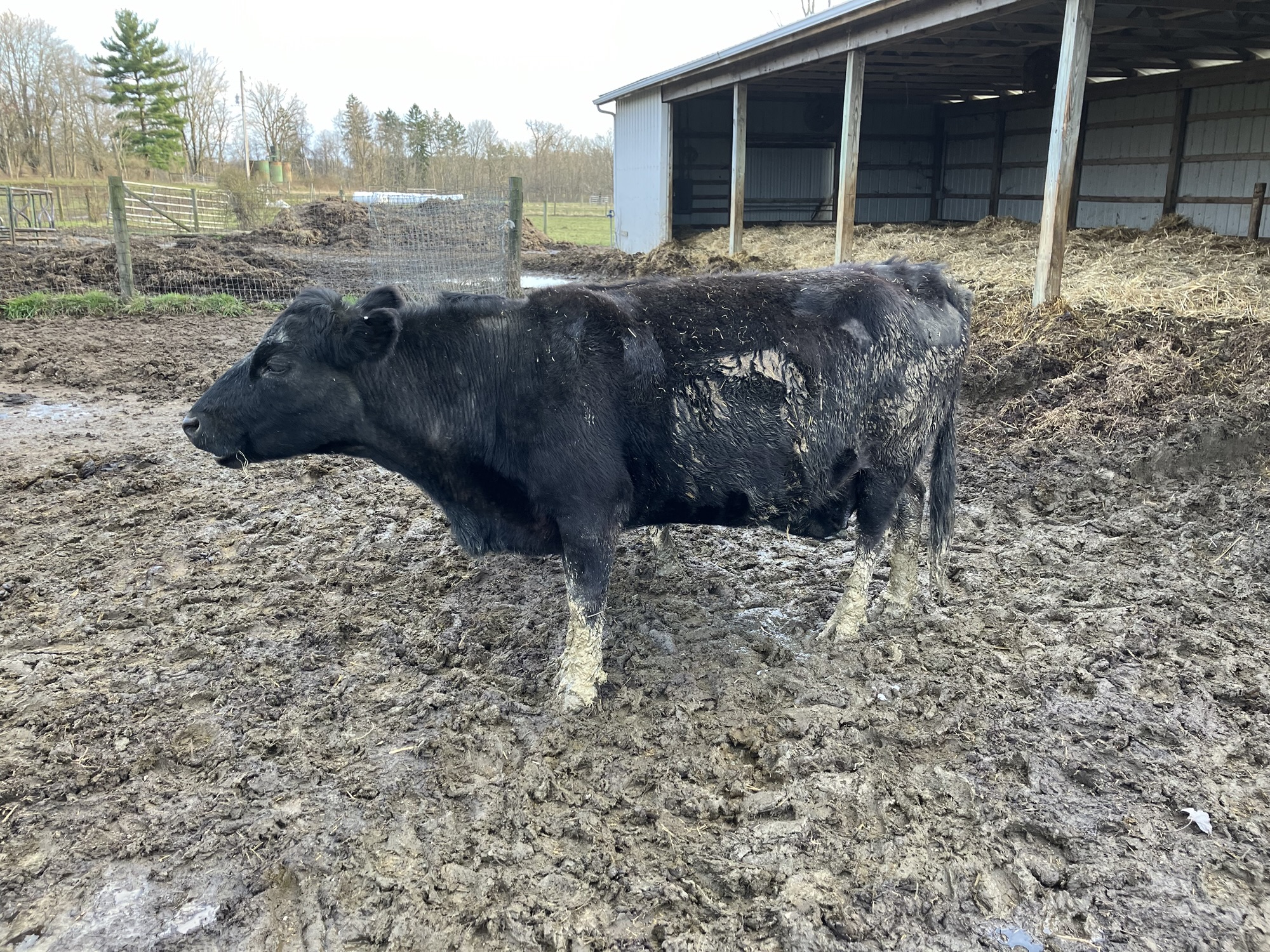 Keeping Cows in the Winter Part #4