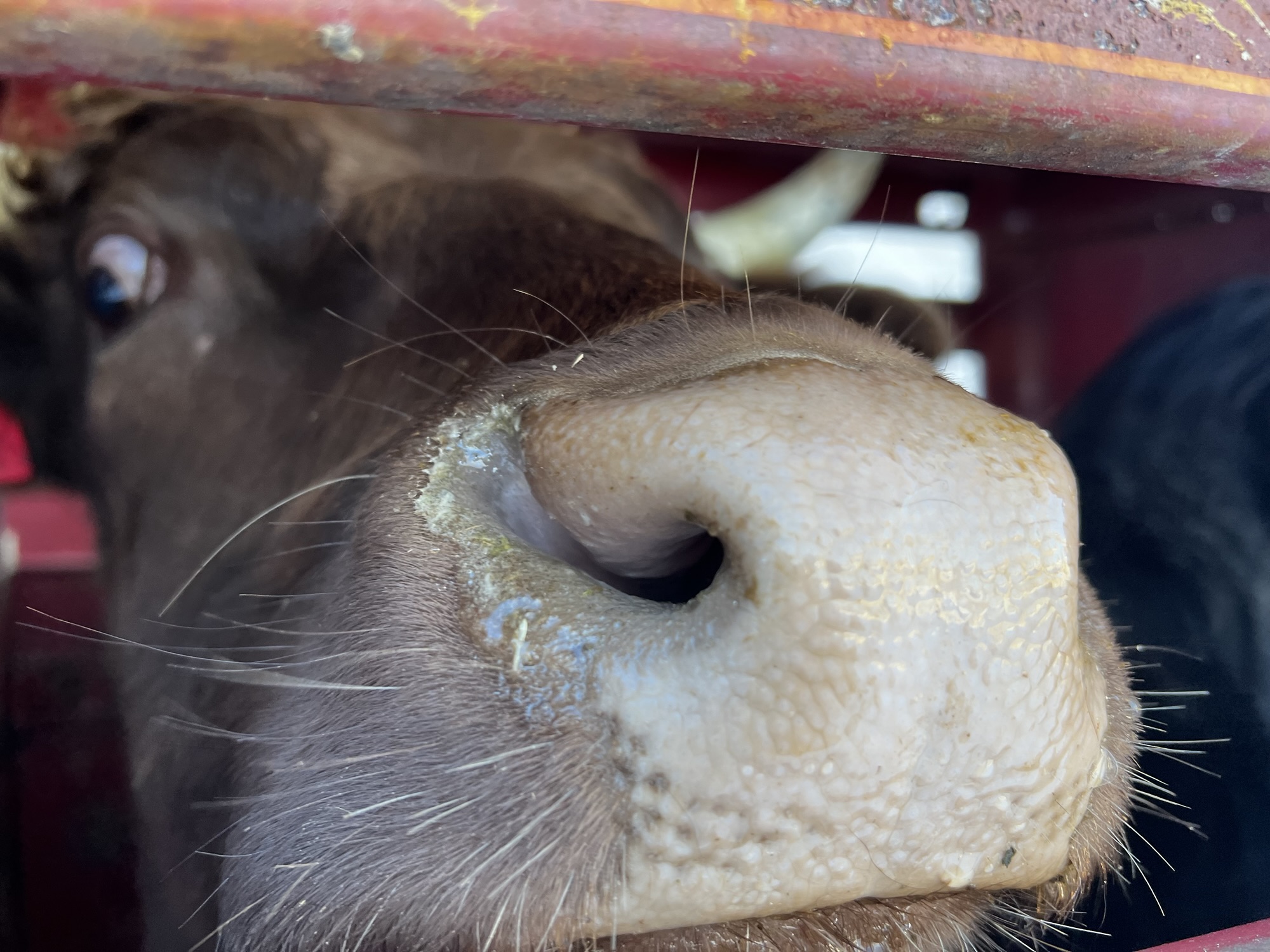 Cattle Worth More than Diamonds