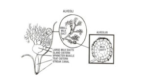 Enhancing Milk Let-Down