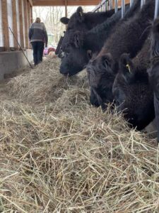 Cheap Hay Isn’t Cheap