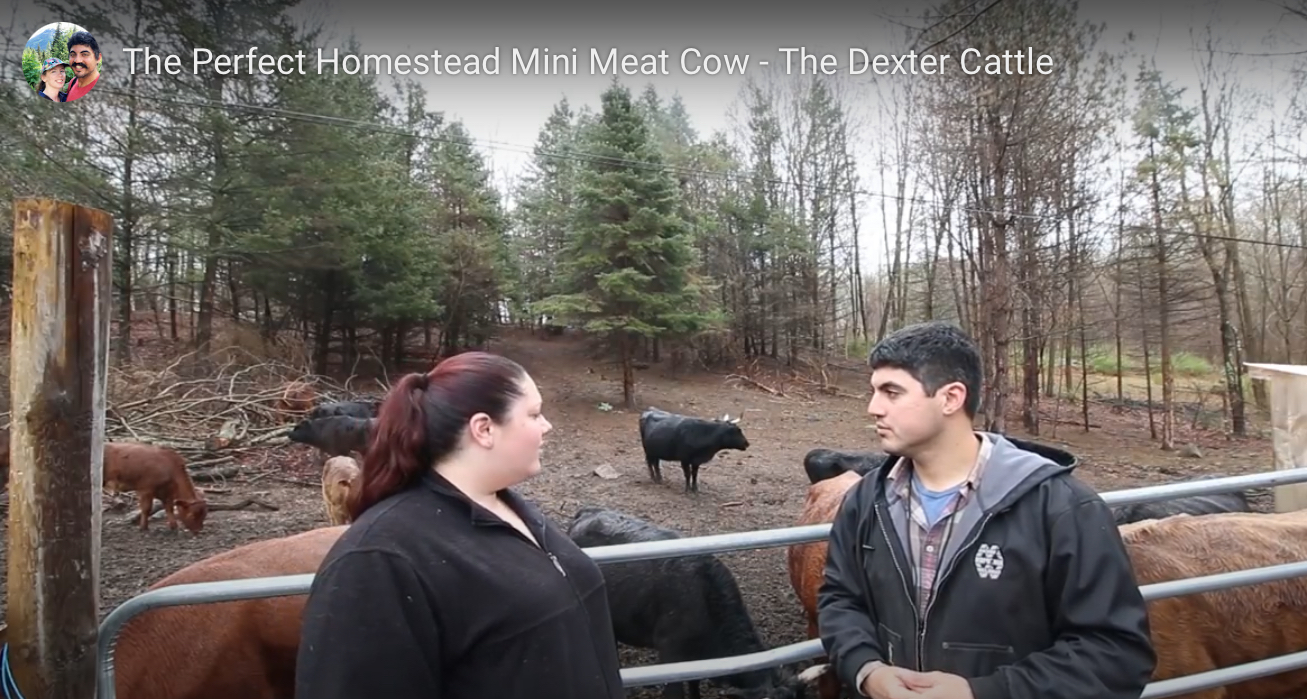 Dexter are perfect for the Homesteader