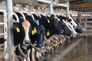 Is milk production like egg production? Submitted by Janelle Soja, Royal Fare Farm, OH