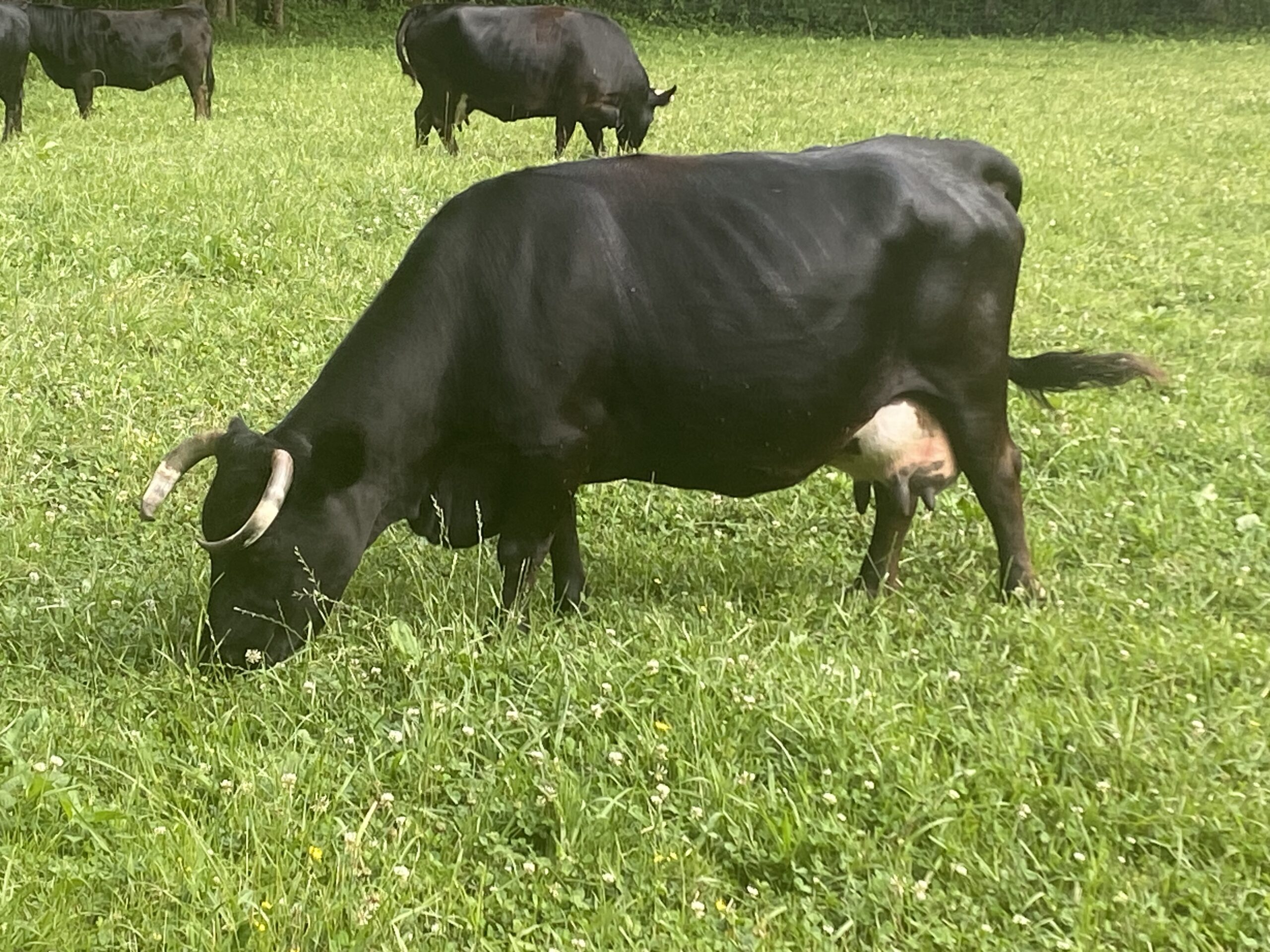 Genetics of the Dexter Breed