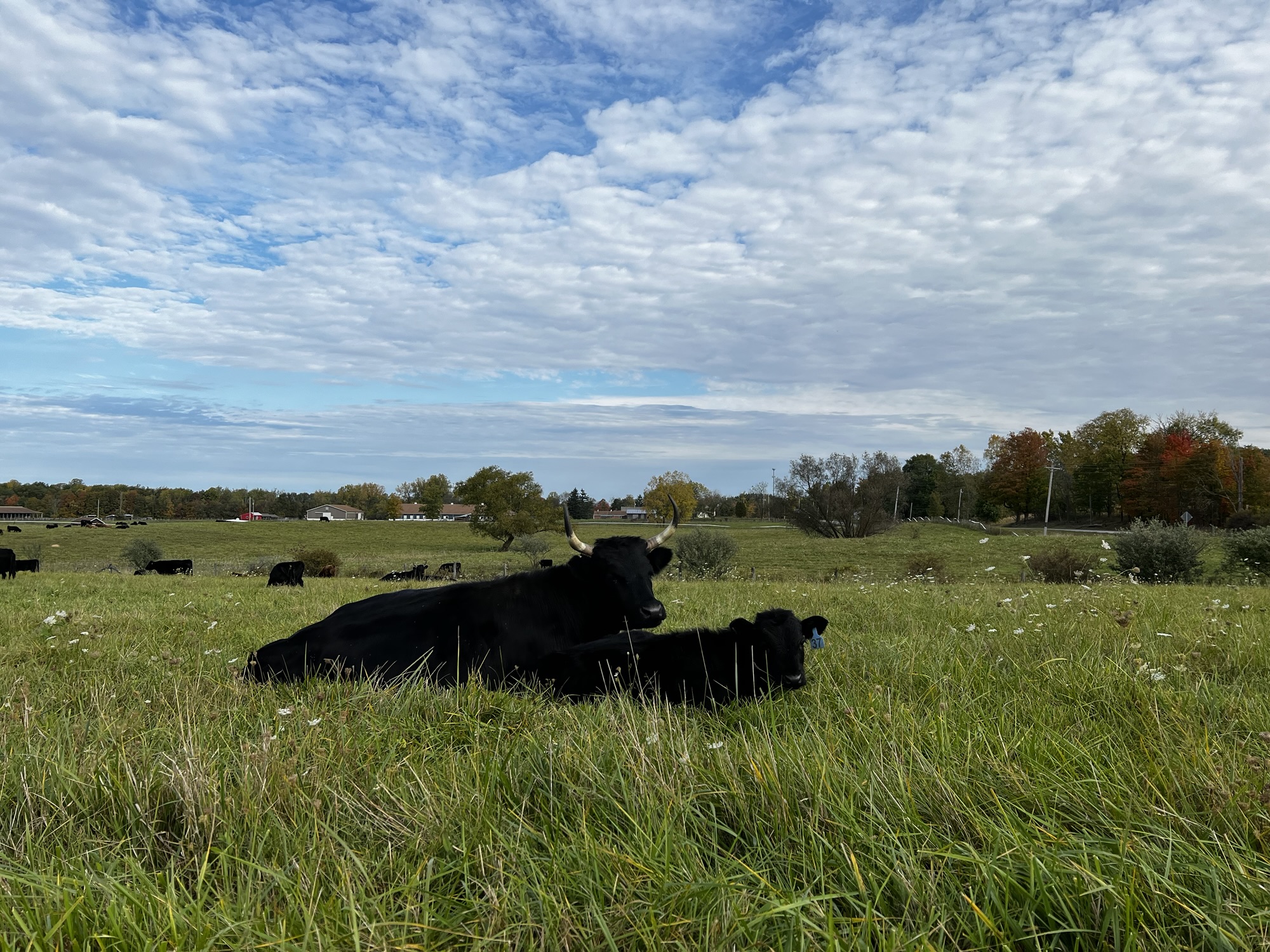 Small-scale beef production