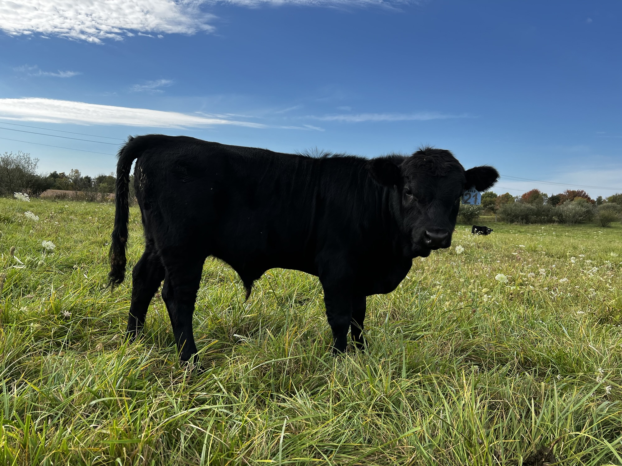 Dexter beef butchery