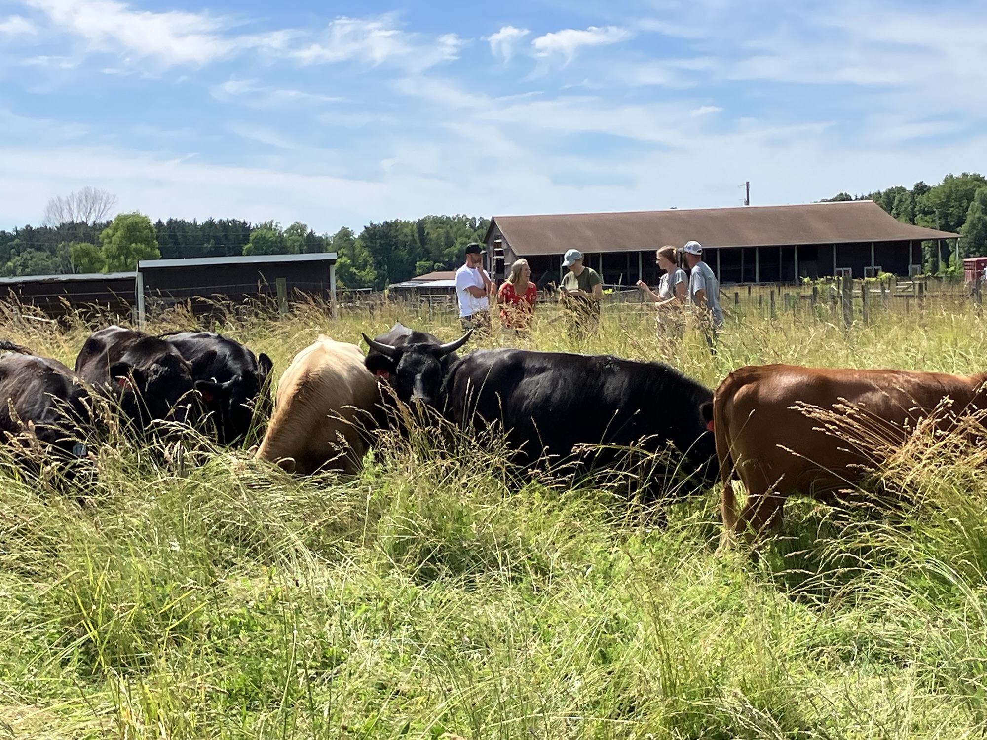 When Can My Cows Start Grazing?