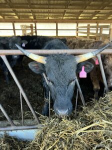 Keys to a successful beef business