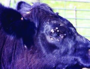 Alternative treatment of warts in cattle