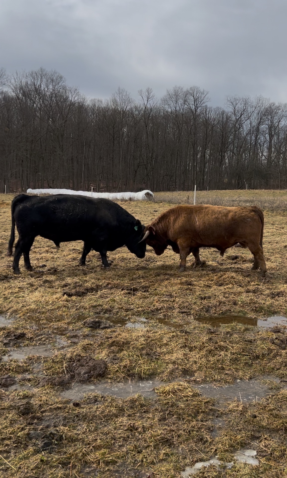 Turning cows out on spring grass