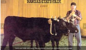 Ideal Small Farm Cows: Dexter Cattle