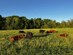 Grazing Season