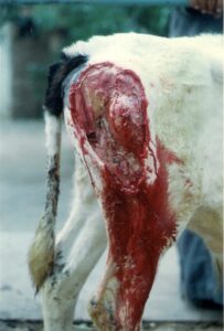 Cause & Prevention of Black Leg