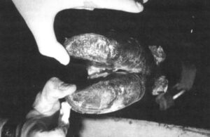 Foot Rot – Cause & Treatments